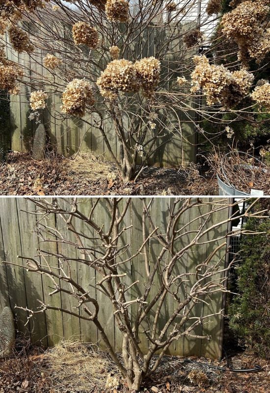 Careful with Pruning Your Hydrangeas in Fall