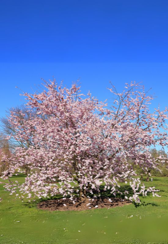 Cherry Tree (Prunus spp.)