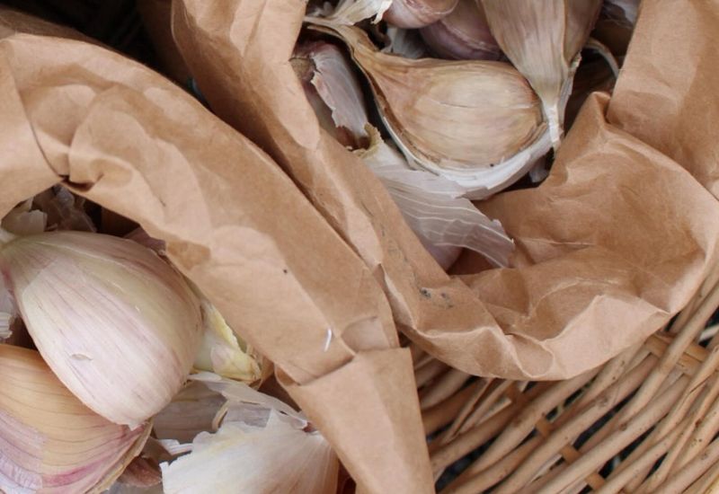 Choose The Best Garlic For Seed