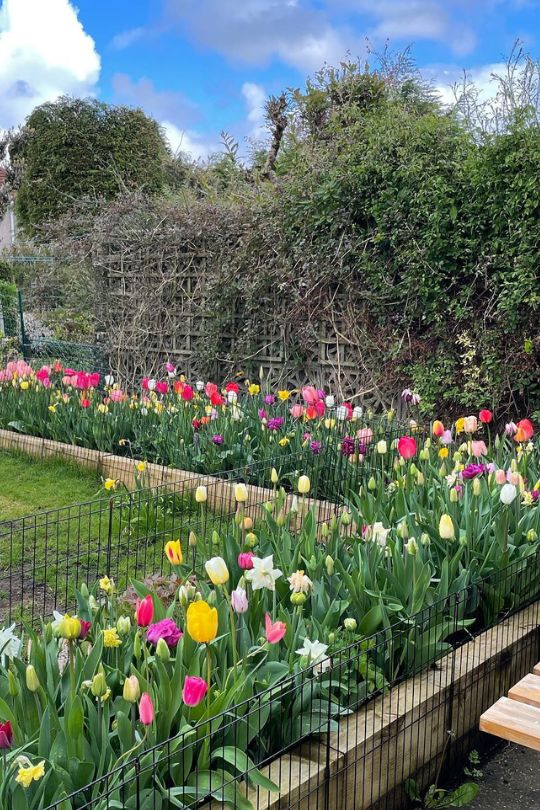 Choose Wisely Where to Plant Your Bulbs in the Garden