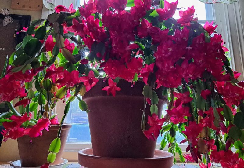 11 Secrets for Getting Your Christmas Cactus to Bloom Beautifully Long After the Holidays 2