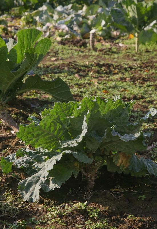 Collards