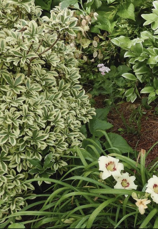 Compost and Mulch Your Daphne Shrubs