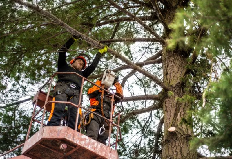 Crown Lifting to Be Done in Fall, from September to November