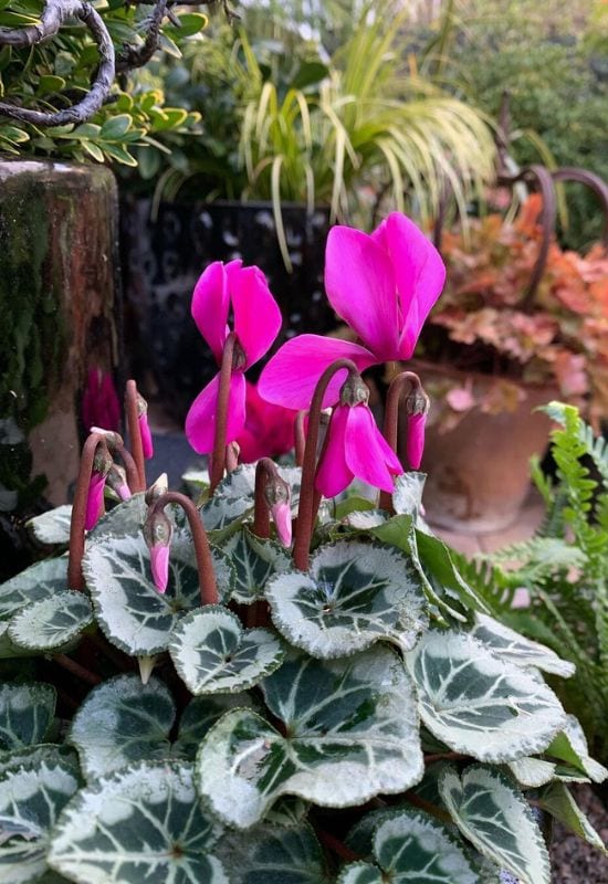 Cyclamen 