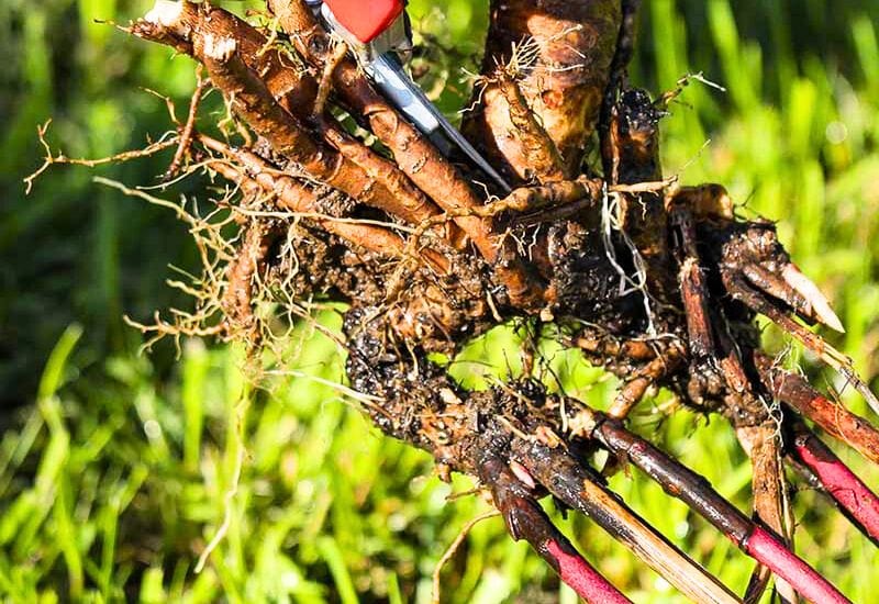 8 Things to Do with Peonies at the End of the Season to Prepare for Winter 6 Divide And Propagate Herbaceous Peonies