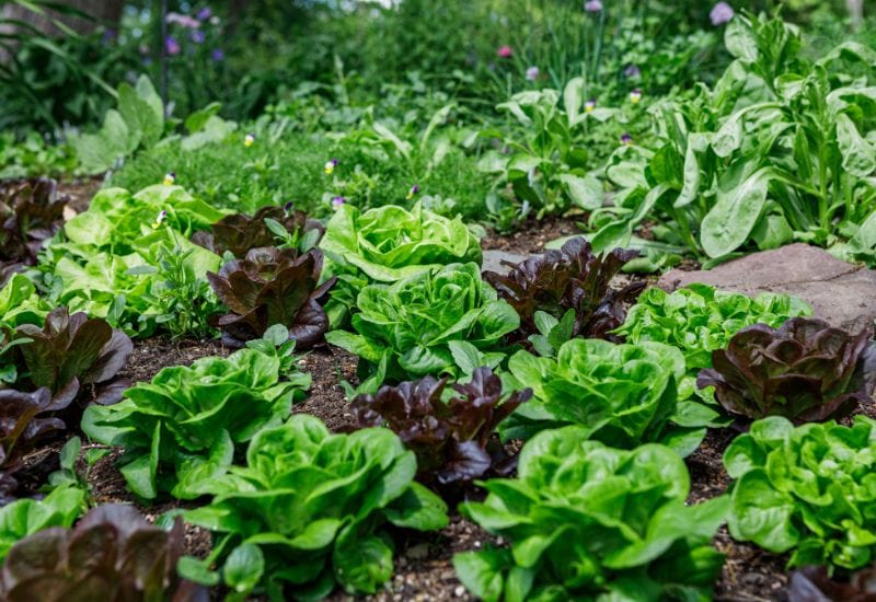 Effect of Plant Spacing on Growth and Yield of Lettuce