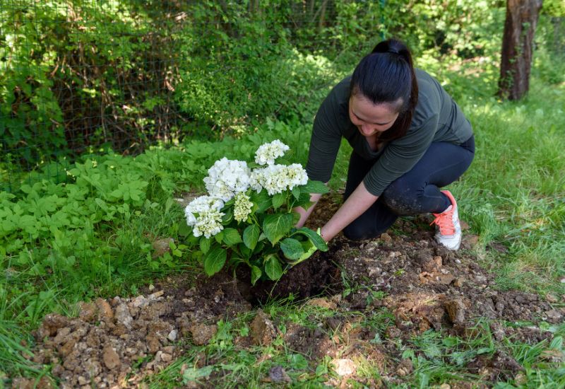 Fall Is The Best Time To Plant Hydrangeas: It Is Scientific!