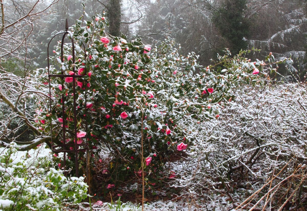 Fall Tasks You Can't Afford to Miss for a Dazzling Winter Garden