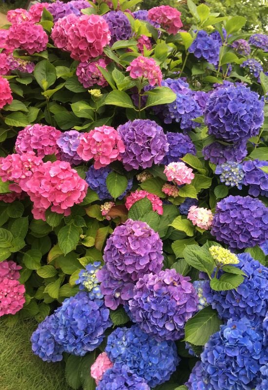 Get the Soil’s pH Right in Fall, and You Will Have Your Hydrangeas in the Color You Want Next Year.