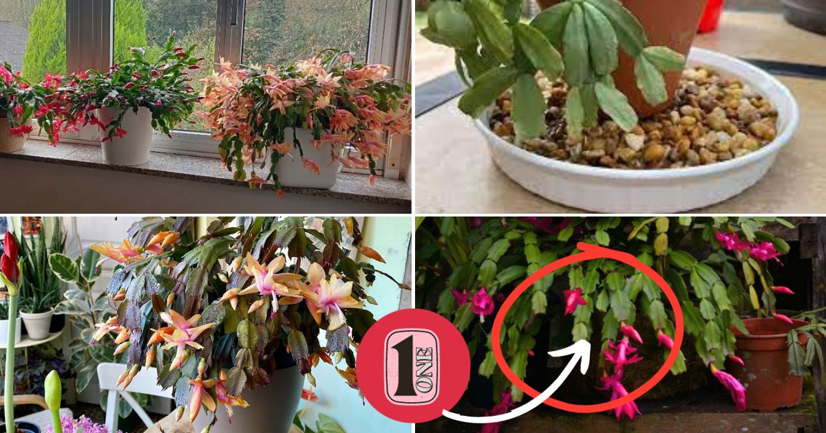 11 Secrets to Get Your Christmas Cactus to Bloom Even Long After the ...