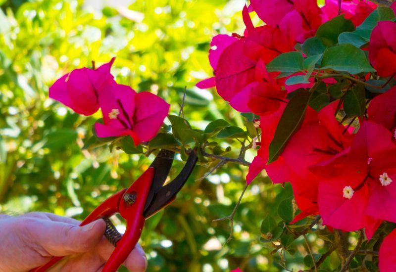 Give Your Bougainvillea a Trim Now: It Will Prompt it to Blossom in Winter