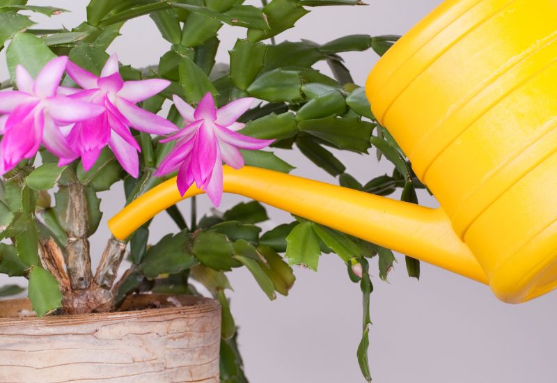 Give Your Christmas Cactus Just Enough Water and It Will Blossom