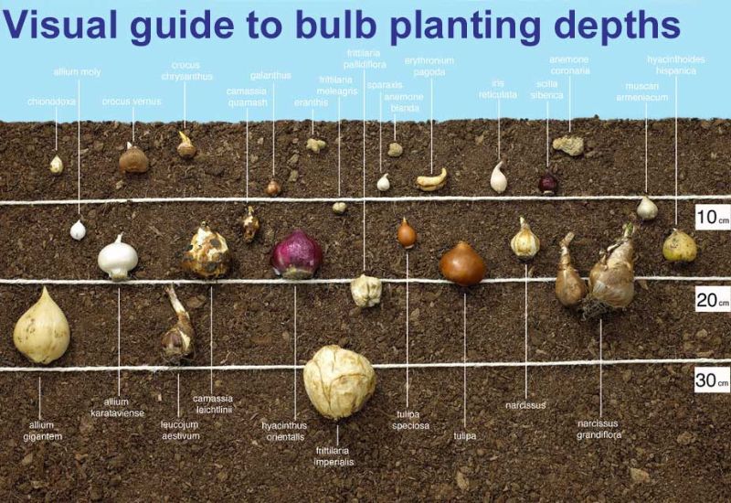 How Deep Should The Bulbs Go Into The Soil