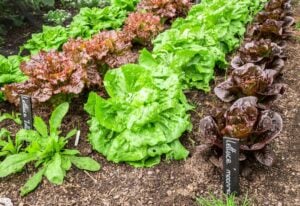 How Far Apart Should You Plant Lettuce? And Why It Matters