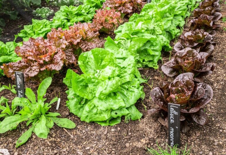 How Far Apart Should You Plant Lettuce? And Why It Matters