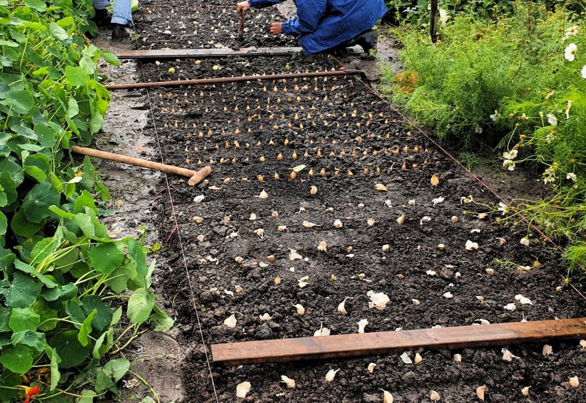 How to Plant Your Garlic This Fall for the Biggest and Best Bulbs 3