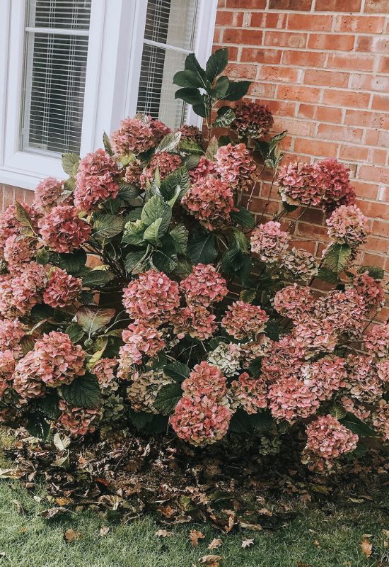 Improve Soil Drainage for Your Hydrangea’s