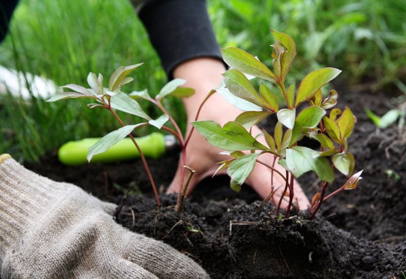 Improve Your Peonies’ Soil Drainage To Protect Their Roots From Rotting Over Winter