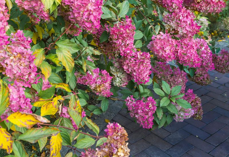 Issues With Planting Hydrangeas In Fall