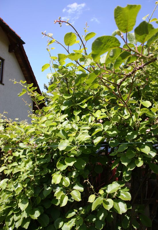Kiwi Vines (Actinidia spp.)