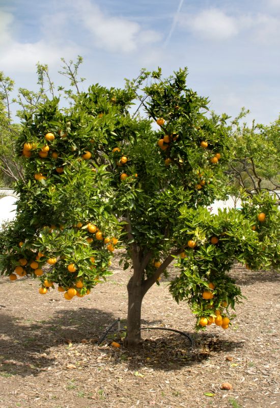 Lemon and Orange Trees, and Other Citrus Trees (Citrus limon, Citrus x sinensis etc.)