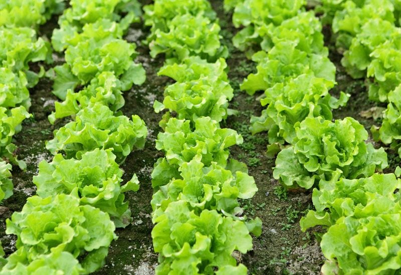 Lettuce