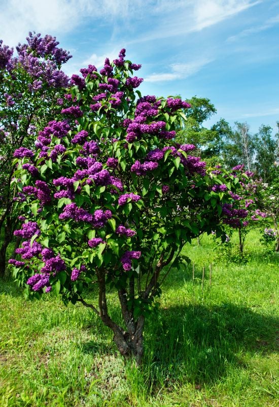 Lilac (Syringa spp.)