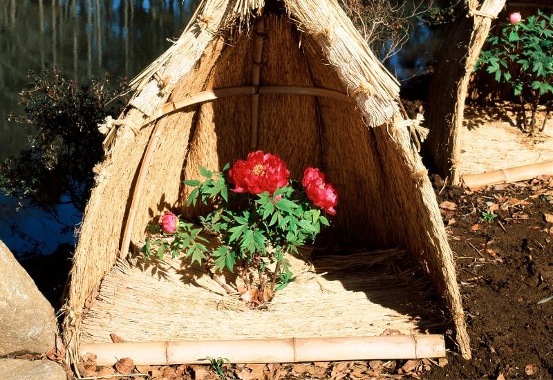 8 Things to Do with Peonies at the End of the Season to Prepare for Winter 7 Mulch All Types Of Peonies To Keep Their Roots Safe In Winter