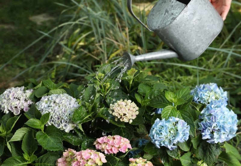 Now Water And Mulch Your Hydrangea And Your Fall Planting Is Done!