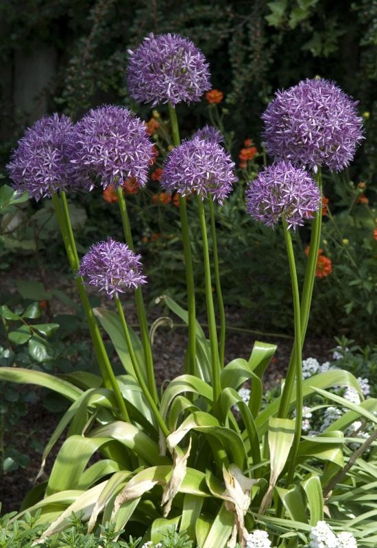 Ornamental onions
