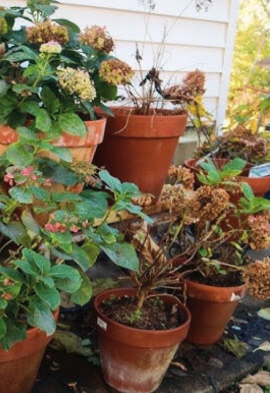 Over-Wintering Potted Hydrangeas