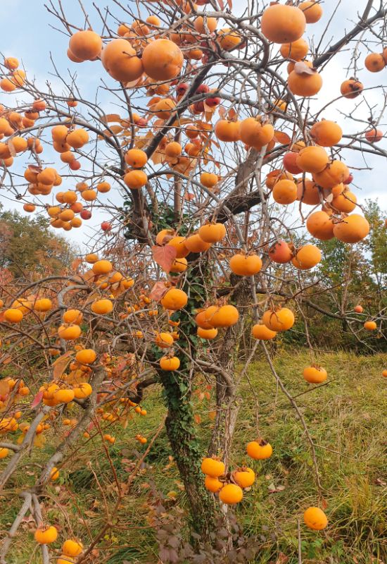 Persimmon Tree (Diospyros virginiana)