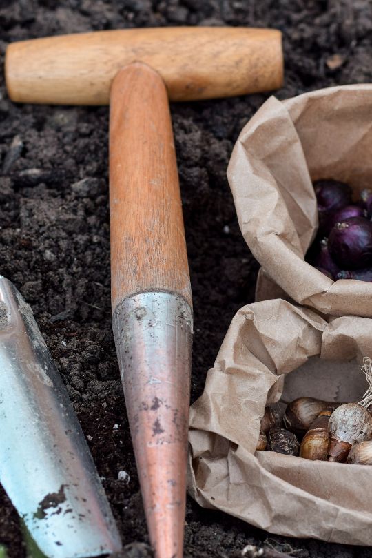Plant Individual Bulbs with a Dibber 