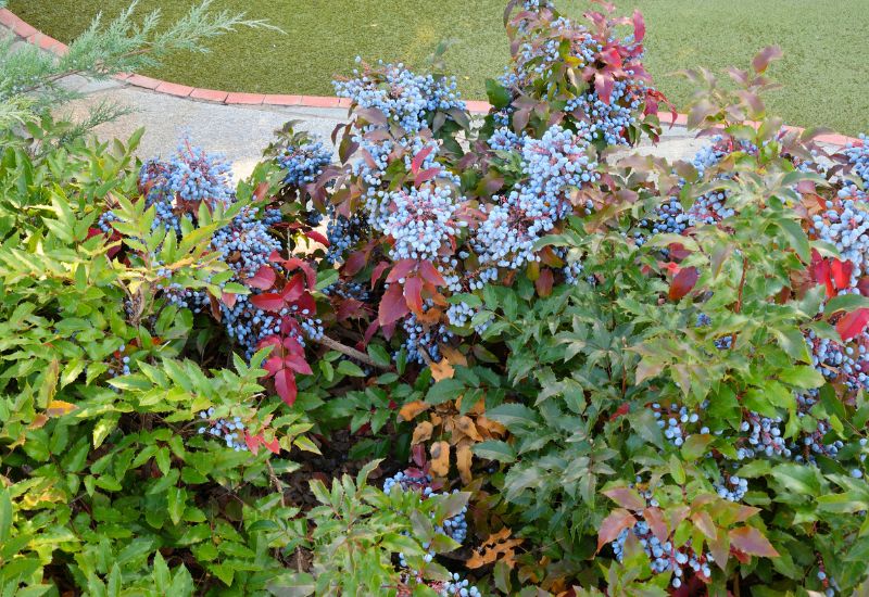 Plant Oregon Grape, Or Give Mahonia a Fall Boost for Long-Lasting Winter Blossoms