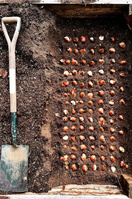 Plant Your Bulbs At The Right Spacing