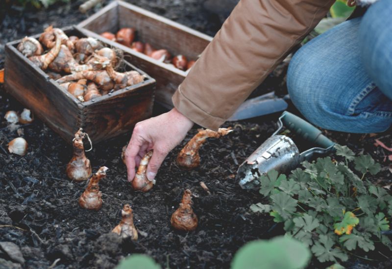 Plant Your Bulbs Correctly In Fall And They Will Blossom Profusely In Spring