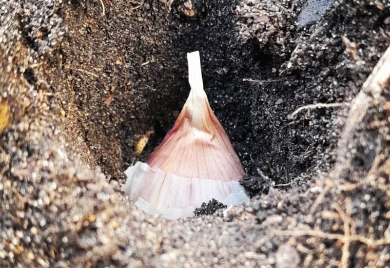  Plant Your Garlic Bulbs With The Pointy End Facing Up