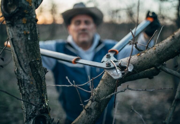 Plants That Beg You Not to Prune Them This Fall