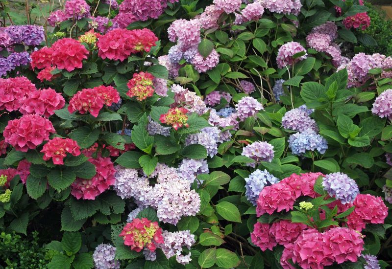 Prepare Your Hydrangea For Planting It In Fall