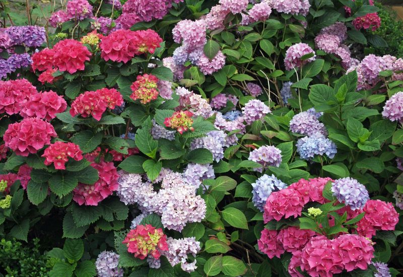 5 Reasons Why Fall, Not Spring is the Best Time to Plant Hydrangeas