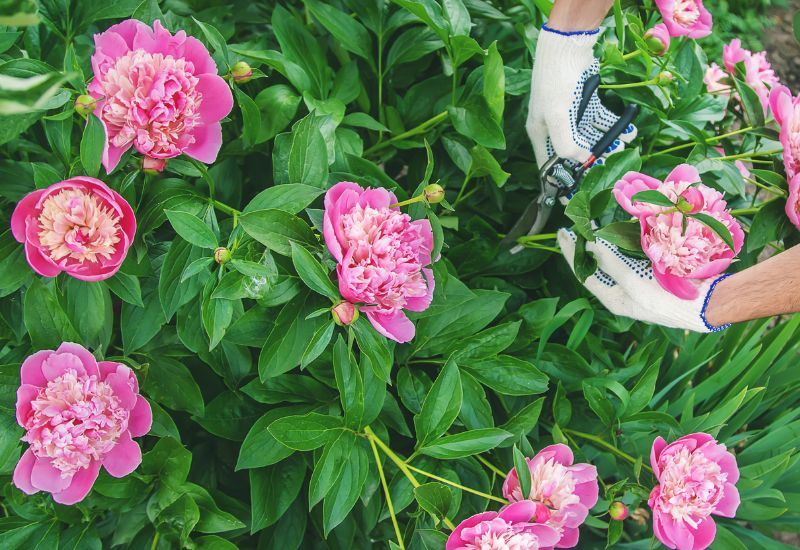 A Light Trim To Your Tree Peonies Is Enough To Protect Them From Winter