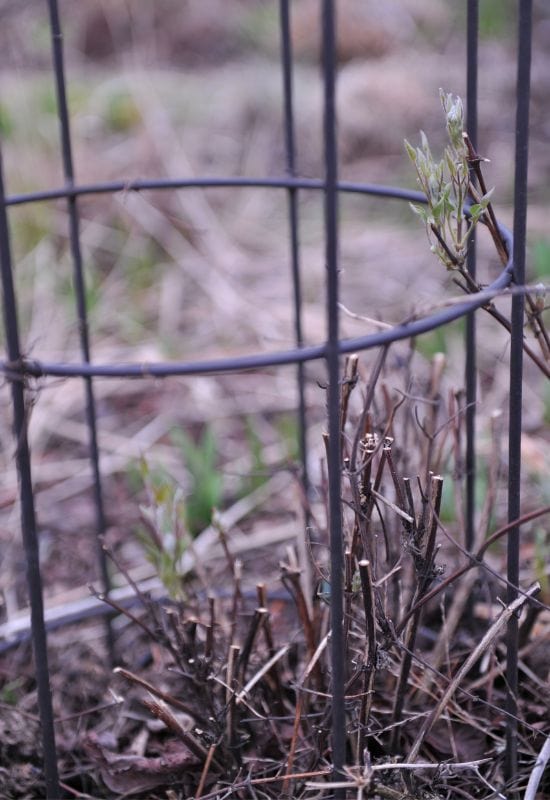 Prune Your Vines and Other Climbing Plants