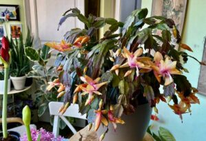 11 Secrets for Getting Your Christmas Cactus to Bloom Beautifully Long After the Holidays 16