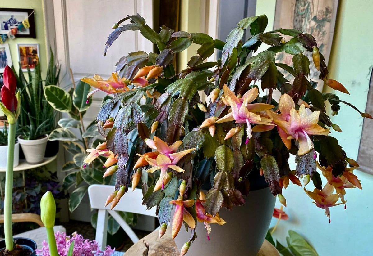 11 Secrets for Getting Your Christmas Cactus to Bloom Beautifully Long After the Holidays 1