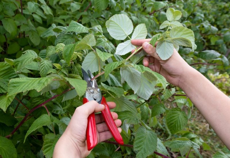 Shrub Pruning to Be Done in the Fall, from September to November