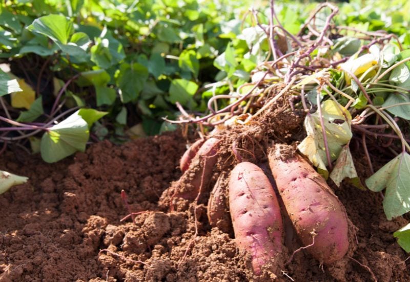 Sweet Potatoes
