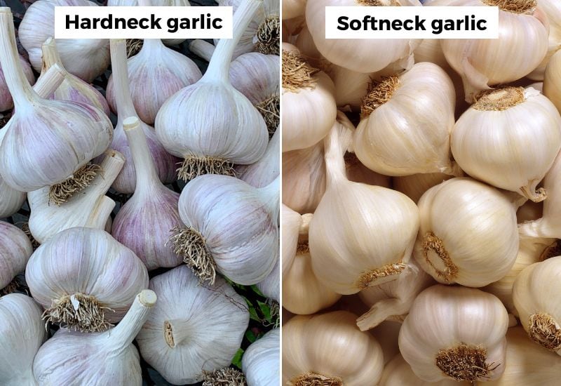 The Best Garlic For Fall Planting