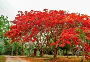 Trees That Bloom With Gorgeous Orange Flowers