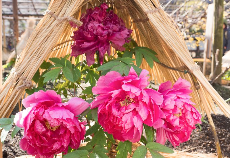 Types Of Peonies And End-Of-Season Care